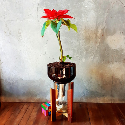 Planta De Interior Flor Del Inca Little Plant 27 Con Soporte