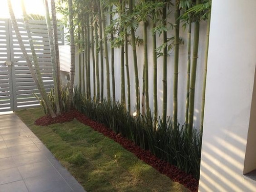 Bambu Africano O Tarro (bambusa Oldhamii)