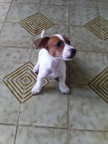 Imagen 3 de 10 de Jack Russell