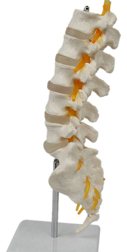 Modelo De Equipo De Enseñanza: Columna Lumbar De 5 Segmentos