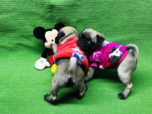 Hermosos Cachorros Pug