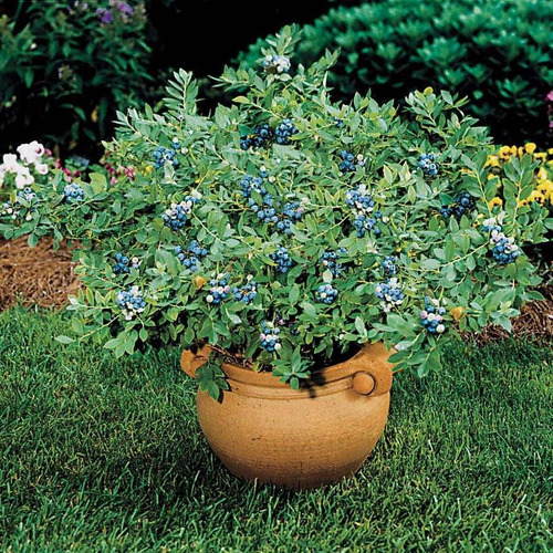 Imagem 7 de 10 de Blueberry Southern Mirtilo De Clima Quente Sementes P/ Mudas