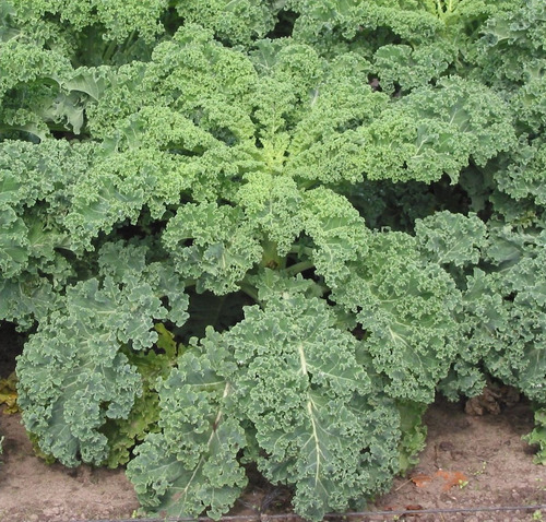 Semillas De Kale Crespo Verde Ideal Huerta O Maceta
