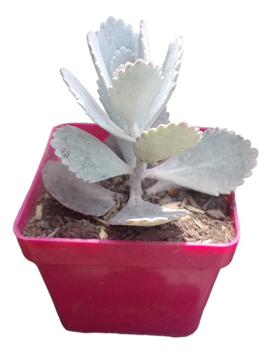 Kalanchoe Pumila Baker Suculentas Recordatorios Maceta P7