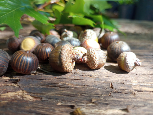 Bellotas-semillas Quercus-roble De Los Pantanos (x50)