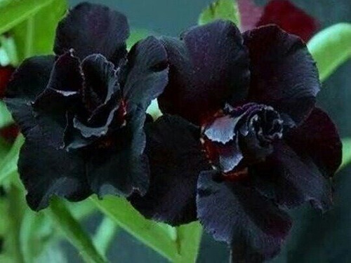 Kit 18 Sementes Rosas Do Deserto Negras Mistas Para Mudas