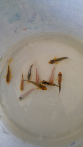 Imagen 4 de 4 de Carpas Koi Para Estanques, Diferentes Tamaños 5 Cm