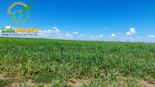 Imagem 1 de 15 de Fazenda À Venda Em Divinópolis - To - De 1.476 Hectares - 1747