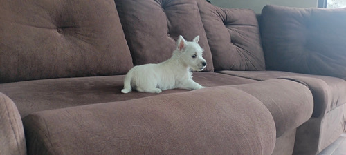 Westie, Cachorros West Highland White Terrier Oferta