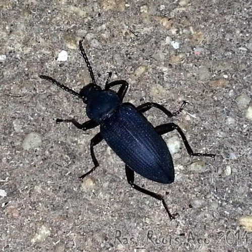 Imagem 5 de 7 de 30 Besouros Tenebrio Gigante Comece Sua Criação