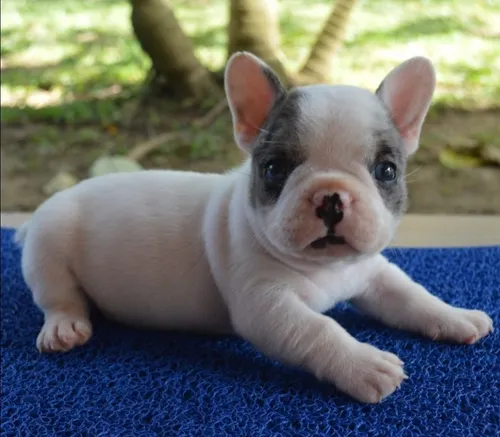 Bulldog Francés Pied Blue Merle Unico (Usado)