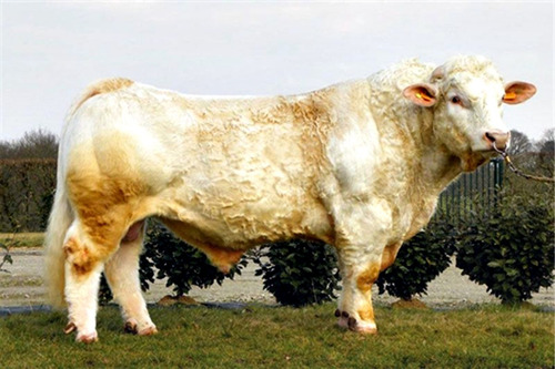 Semen Bovino Charolais - Toro Valdevie