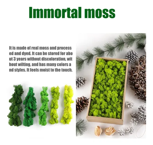 Fruit Green / 500g Decorative Moss Preserved Durable Natural