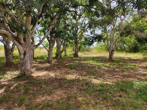 Se Vende Finca En Aribi, Via Al Sur De Monagas Ve02-554vs-dced
