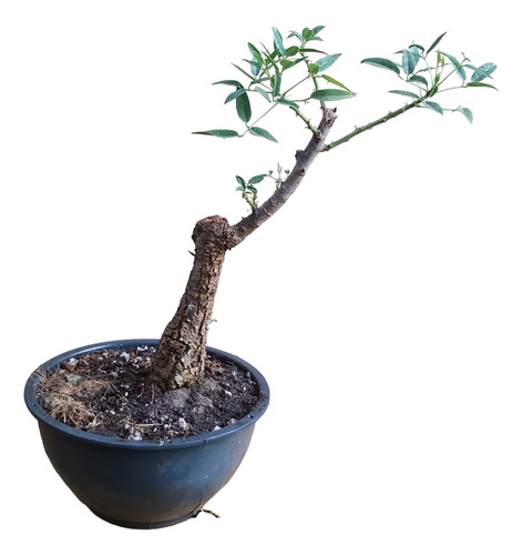 Arbolito Para Bonsai Ceibo Erythrina Crista-galli 