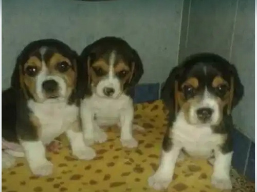 Lindos Beagle Tricolor Envios Y Entregas A Nivel Nacional.