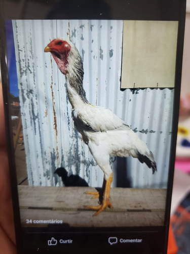 Indio Gigante ( 8 Ovos Galados)