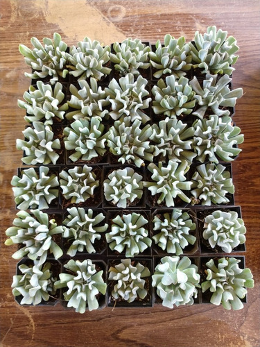 Echeveria Runyonii Pack 30 Pzas Envio Gratis