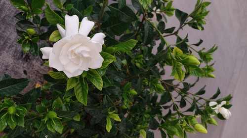 Planta Gardenia - Flor Jazmín Del Cabo | Cuotas sin interés