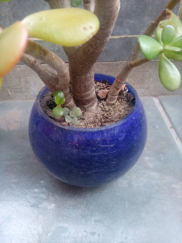 Planta De Jade Con Maceta De Vidrio.leer Bien