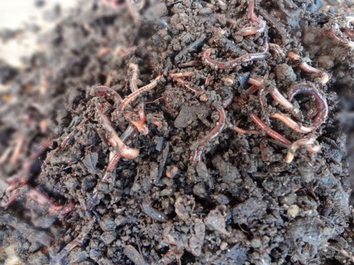 Minhocas Californianas Para Compostagem 50 Unidades