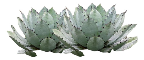 Combo De Dos Agaves Potatorum Tobala, 24 Cm Altura, Exterior