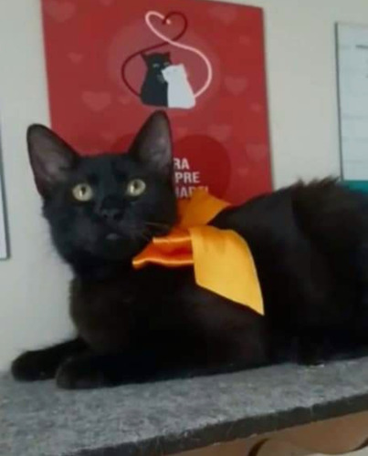 Gatinha Angorá X Siamês 5 Meses Fêmea Preta Azul Castrada