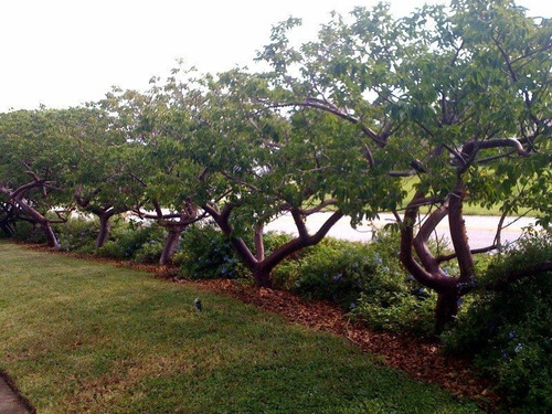 Bursera Simaruba Copal, Bonsai 30 Esquejes Para Plantar