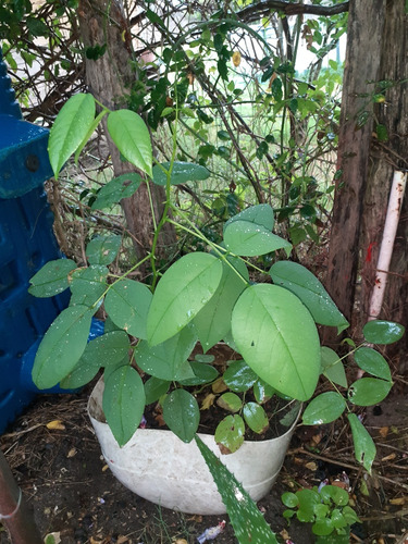 Árbol De Ceibo Blanco De 45 Cm Muy Ramificado 