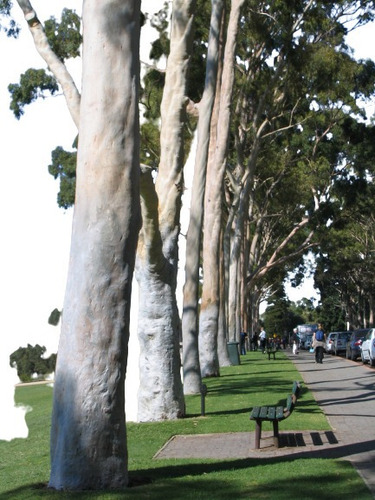 200 Sementes Eucalipto Limão Citriodora Eucalyptus Eucalypto