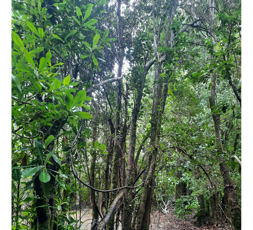 Los Jardines De Caburgua, Sector Riffo, Pucon