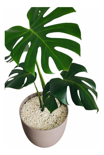 Planta Monstera! Maceta Incluida!