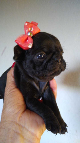 Pug Fêmea Preta