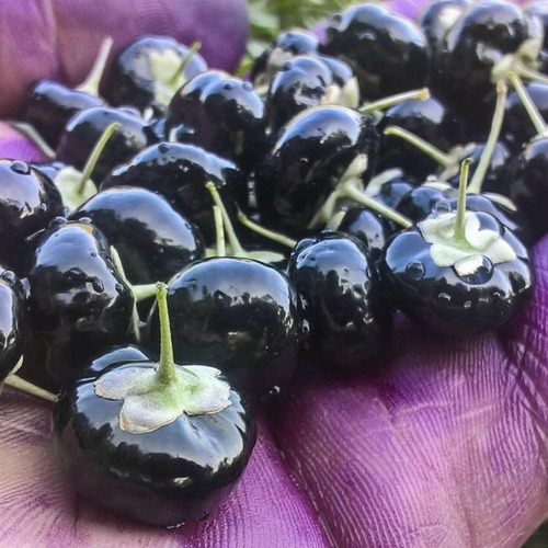 100 Semillas De Negro Chino, Níspero Goji (lycium Ruthenicum