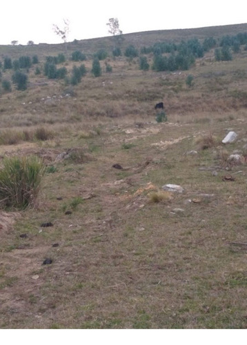 Venta, Campo 54 Ha Forestal Ganadero - Florida