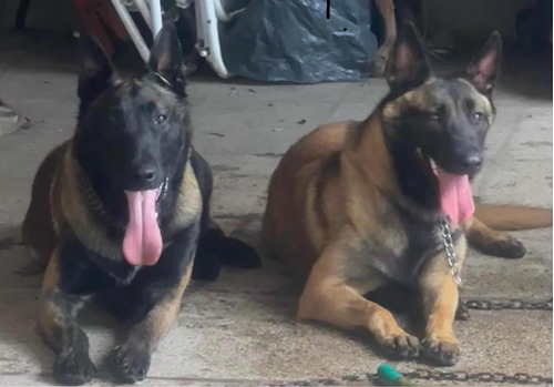 Cachorros Pastor Belga Malinois