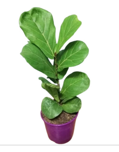 Ficus Lyrata Pandurata Premium