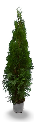 Planta Árbol De Navidad Promart