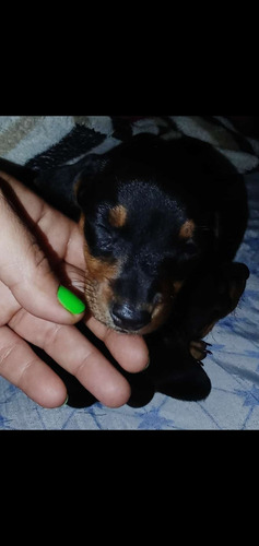 Imagen 4 de 5 de Cachorros Daschund Mini