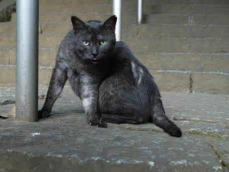Gatitos Bombay Negro