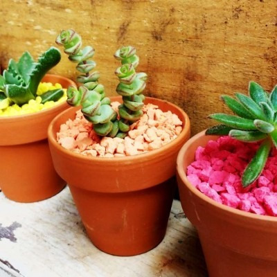 10 Mini Cactus Y Suculentas Souvenir, Bodas Cumple Isiflor