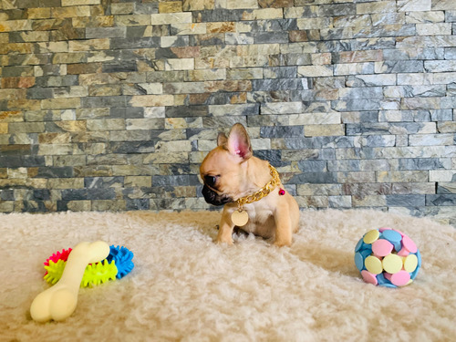 Hermosos Cachorro Bulldog Francés Papas Con Pedigree Fawn