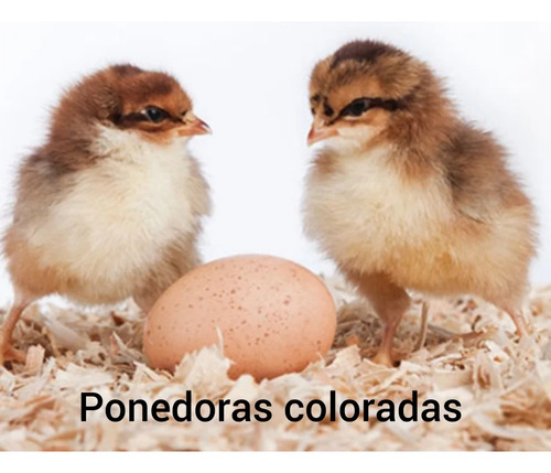 20 Pollitas Ponedoras Coloradas O Negras Bb