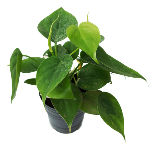 Planta Cordatum Verde M12 Interior Greenonline Vivero