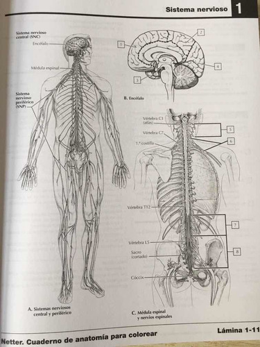 Netter. Cuaderno De Anatomía Para Colorear 2a Revisada!! | Envío gratis Netter. Cuaderno De Anatomía Para Colorear 2a Revisada!! | Envío gratis
