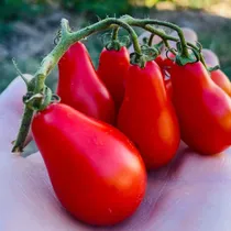 Comprar Semillas Orgánicas Tomate Cherry, Perita Rojo