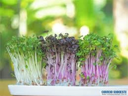 Cerefólio Para Microverdes / Microgreens - 1g=440 Sementes