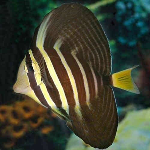 Pez Cirujano De Velo Acuario Marino Peces