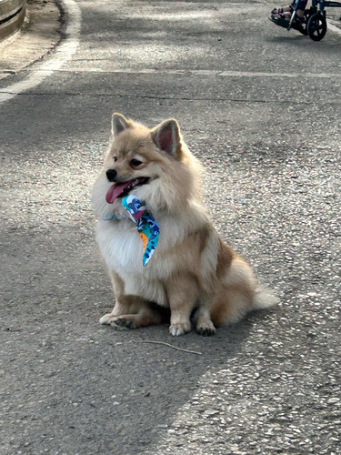 Pomerania Macho Para Monta