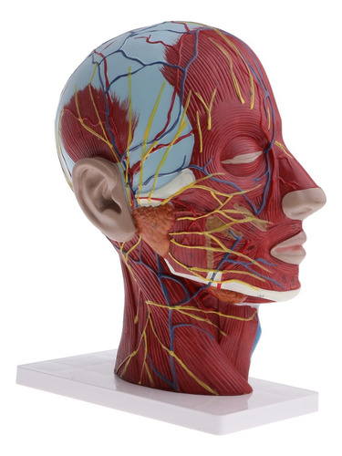 Modelo De Nervo Vascular De Cabeça E Pescoço Humano 1:1